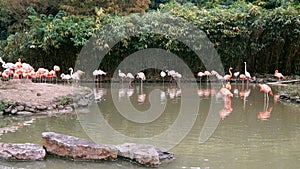 Flamingos on a lake in the suburbs of Shanghai city, China