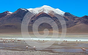 Flamingos in the lakes of the Bolivian altiplano desert photo