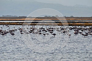 Flamingos,Lesbos,