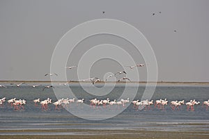 Flamingos on Little Rann beach