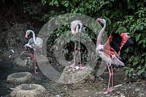 Flamingos with long legs