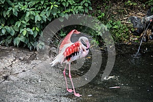 Flamingos with long legs