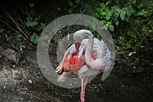 Flamingos with long legs