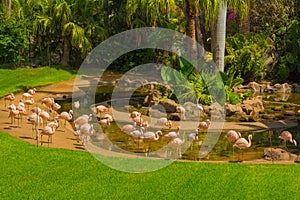 Flamingos in Loro Parque