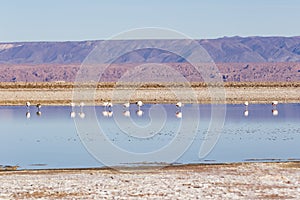 Flamingos in Los Flamencos National Reserve