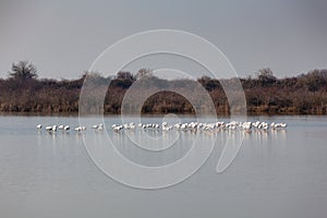 Flamingos in the Marano lagoon photo