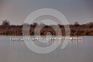 Flamingos in the Marano lagoon photo