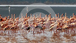 Flamingos marching in unison at lake bogoria