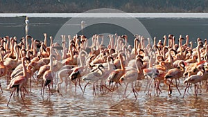 Flamingos marching in unison at lake bogoria