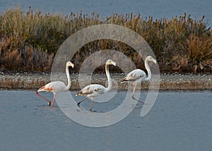 Flamingos in the marsh