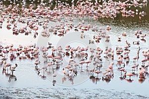 Flamingos in Momela Lake, Arusha National Park, Tanzania