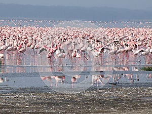 Flamingos Nakuru Lake