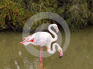 Flamingos in the natural habitat of french Camargue, France