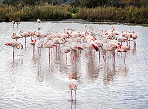 Flamingos in the natural habitat of french Camargue, France