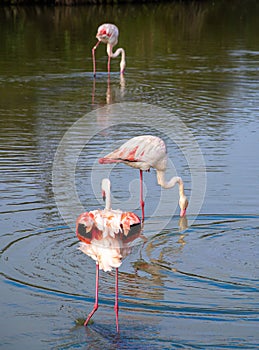 Flamingos in the natural habitat of french Camargue, France