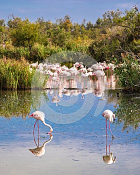 Flamingos in the natural habitat of french Camargue, France