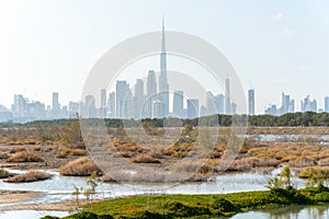 Flamingos natural park Ras al Khor Wildlife Sanctuary Dubai, UAE and silhouette of the modern city with skyscrapers