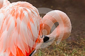 Flamingos in nature. Phoenicopterus ruber