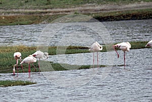 Flamingos near Serengeti National Park, Tanzania, Africa