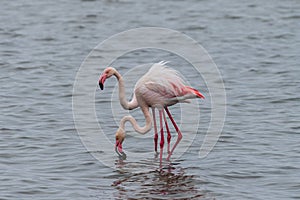 Flamingos near Walvis Bay