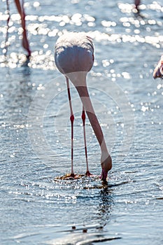 Flamingos near Walvis Bay