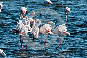 Flamingos near Walvis Bay