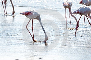 Flamingos near Walvis Bay