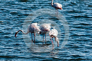 Flamingos near Walvis Bay