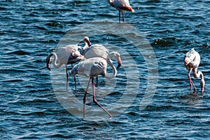 Flamingos near Walvis Bay