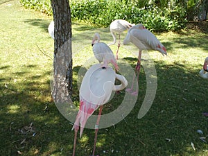 Flamingos Near Water