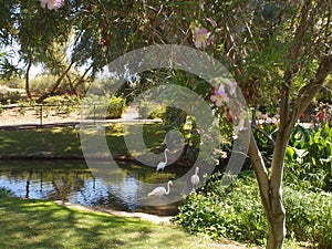 Flamingos Near Water