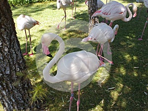 Flamingos Near Water