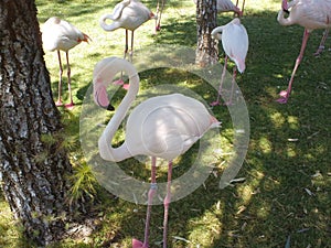 Flamingos Near Water