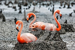 Flamingos on the nests