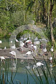 Flamingos in Orlando, Florida photo