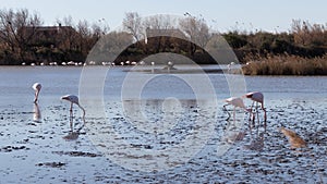 Flamingos in the ornithological park of the bridge of Gau near the pond of Gines with Saintes Maries of the Sea in Camargue in Bou