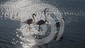 Flamingos in the ornithological park of the bridge of Gau near the pond of Gines with Saintes Maries of the Sea in Camargue in Bou