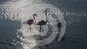 Flamingos in the ornithological park of the bridge of Gau near the pond of Gines with Saintes Maries of the Sea in Camargue in Bou photo