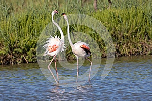 Flamingos at the Ornithological Park of Pont de Gau