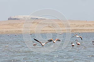 Flamingos  in Paracas, Peru