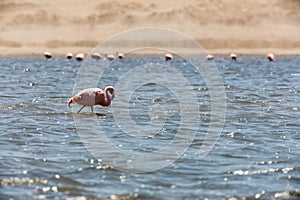Flamingos  in Paracas, Peru