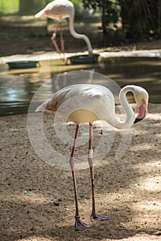Flamingos, Parque das Aves, Foz do Iguacu, Brazil. photo