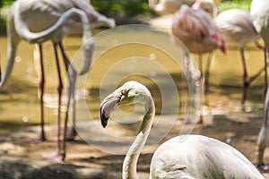 Flamingos, Parque das Aves, Foz do Iguacu, Brazil. photo