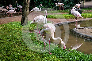 Flamingos at Parque das Aves - Foz do Iguacu, Parana, Brazil photo