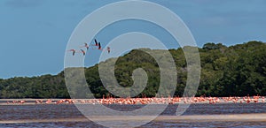 Flamingos at Parque Natural Petenes photo