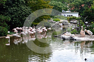 Flamingos and pelicans in the zoo