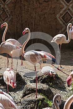 Flamingos - Phoenicopteriformes their group