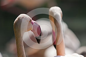 Flamingos - Phoenicopteriformes their group in the natural