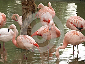 Flamingos (Phoenicopteriformes), zoo Salzburg