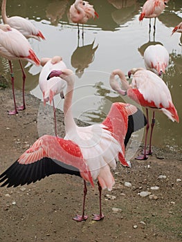 Flamingos (Phoenicopteriformes), zoo Salzburg
